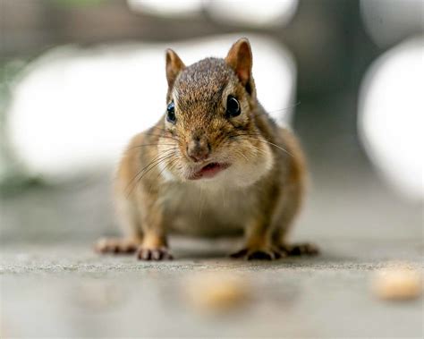 What Does Chipmunk Poop Look Like? Chipmunk Droppings Identification ...