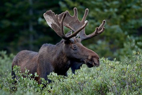 Mammals Of Rocky Mountain National Park