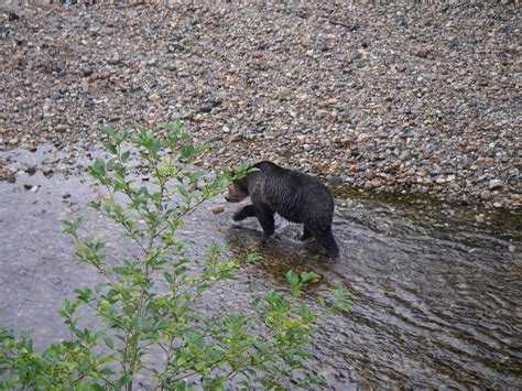 Grizzly Bear Fishing – Florence and Ray 4 | Grizzly Bear Tours & Whale ...