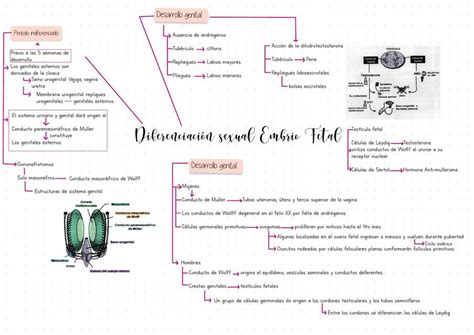 Esquema Diferenciaci N Sexual Embrio Fetal Daniela Valenzuela Udocz