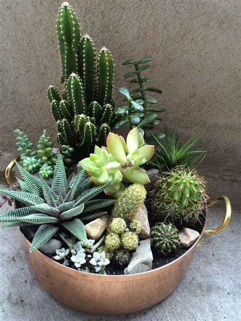 Jardinagem é fã dos cactos e suculentas veja 20 ideias lindas para