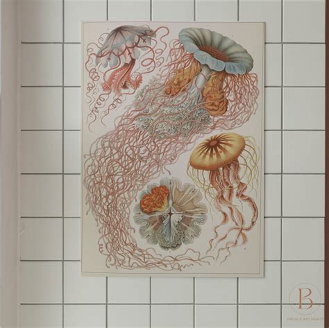 antique jellyfish print ernst haeckel scientific illustration sea