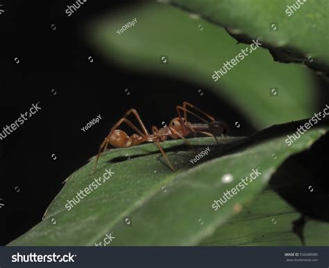 Myrmarachne Plataleoides Kerengga Antlike Jumper This Stock Photo