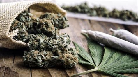 A Legalização Silenciosa Da Maconha Medicinal No Brasil Bbc News Brasil