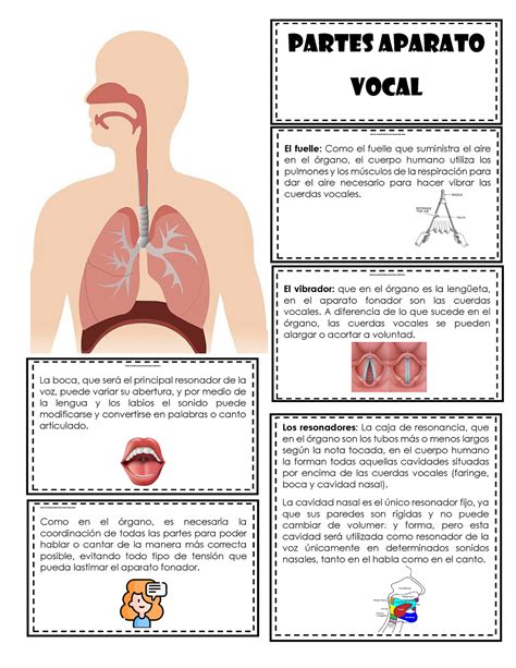 Aparato Fonador Partes Aparato Vocal El Fu El Le O El Fuell E