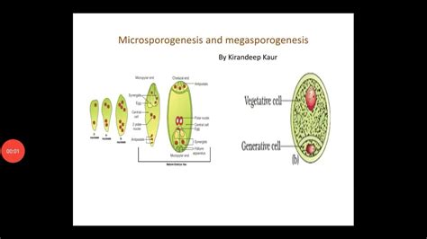 Microsporogenesis and megasporogenesis - YouTube