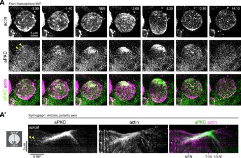 Phases Of Cortical Actomyosin Dynamics Coupled To The Neuroblast