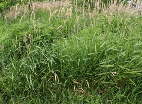 Reed Canary Grass Winter