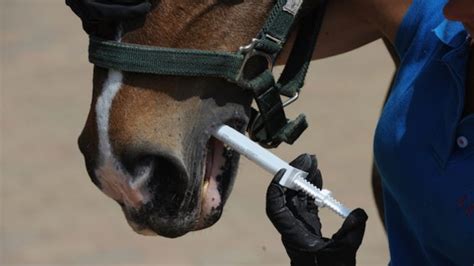 Spasmodic colic in horses: all you need to know | Horse&Hound vet library