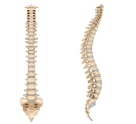 Spine Labelling Diagram Quizlet