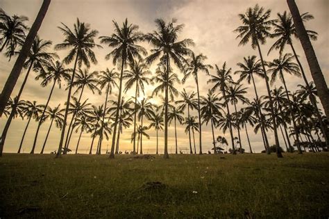 Premium Photo | Coconut tree on the beach with sunset sky