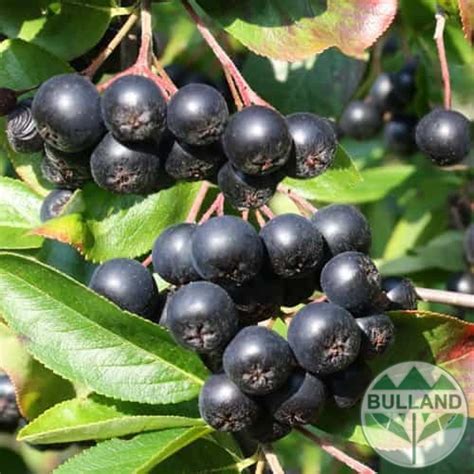 Арония Aronia prunifolia Viking конт 5 л Булланд Трейд ЕООД