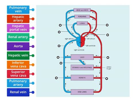 Blood vessels in the human circulatory system - Labelled diagram