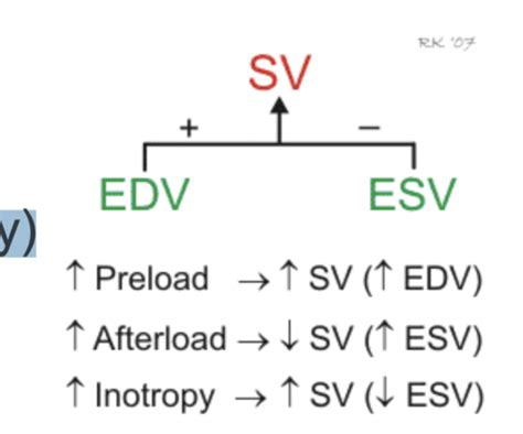 Cardiac Output And Its Regulation Flashcards Quizlet