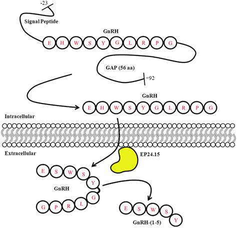 Gonadotropin Releasing Hormone Peptide Processing The Prepro Gnrh Is