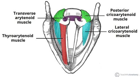 The Pharyngeal Arches Clefts Pouches Embryology Teachmeanatomy