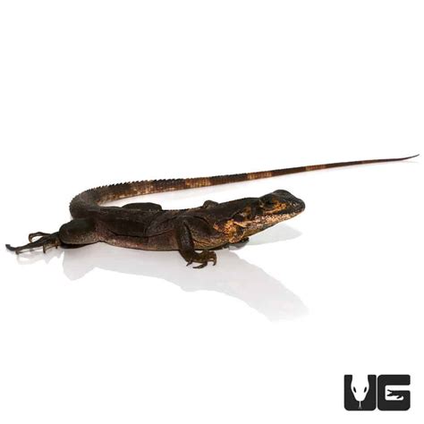 Spiny Tailed Iguanas (Ctenasaura similis) For Sale - Underground Reptiles