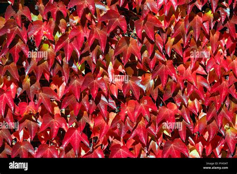 Virginia Creeper Also Called American Ivy Parthenocissus Quinquefolia Growing On The Wall Of A