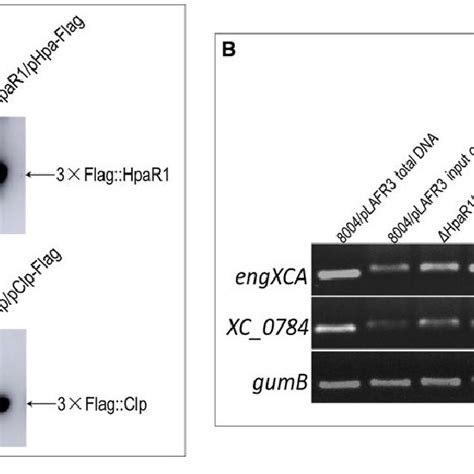 Chromatin Immunoprecipitation Chip Assay Showing That Hpar And Clp