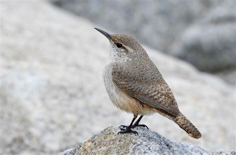 Rock Wren - Facts | Song | Call | Habitat | Tail | Diet | Nest - BirdBaron