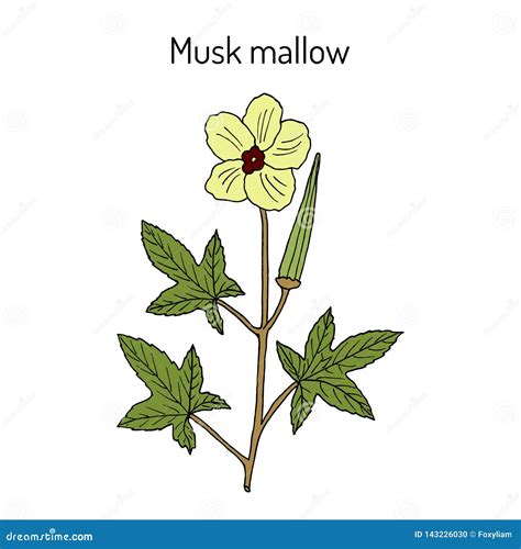 Musk Mallow Abelmoschus Moschatus , Medicinal Plant Vector Illustration