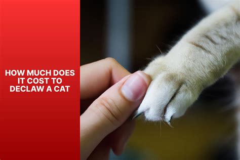 Cost Of Cat Declawing Factors And Prices Explained All About Cats