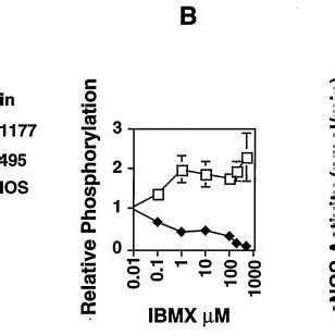 Signaling Pathways Controlling Enos Phosphorylation At Thr And