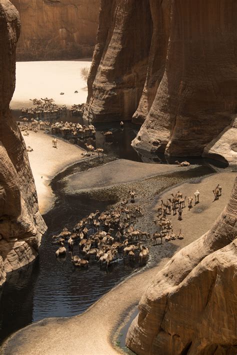 Trips to Chad: Sahara and Gerewol Festival