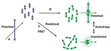 Anisotropy Imaging Elucidates Dynamic Molecular Interactions | Features ...