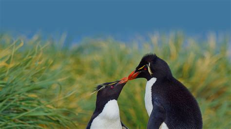 Bing Hd Wallpaper Jul International Kissing Day Bing