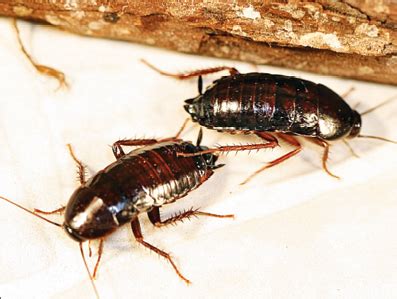 The Invasive Turkestan Cockroach - Pest Control Technology