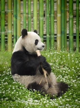 Oso panda gigante » OSOPEDIA