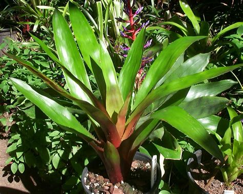 Bromeliads In Australia Purple Gem