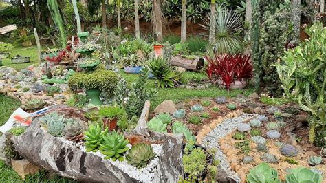 O Mais Belo Jardim De Suculentas Plantadas No Ch O Belezas Da Z Lia