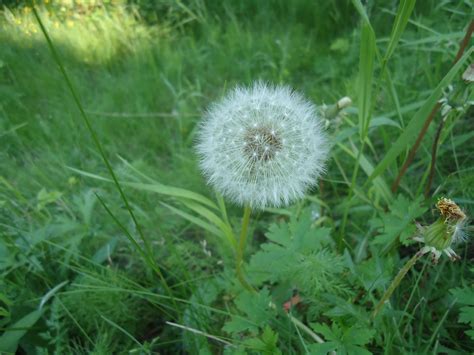 Free Images : lawn, meadow, dandelion, prairie, flower, flora