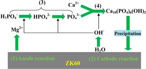 Schematic Illustration Of The Reaction Mechanism Of Cal Open I