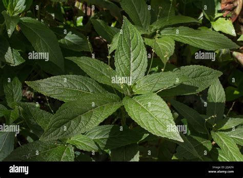 Dogs Mercury Mercurialis Perennis In Flower A Poisonous Plant