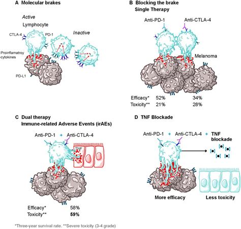 Impact Of Prophylactic Tnf Blockade In The Dual Pd 1 And Ctla 4