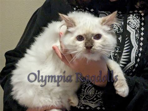 Available Ragdoll Kittens - Olympia Ragdolls