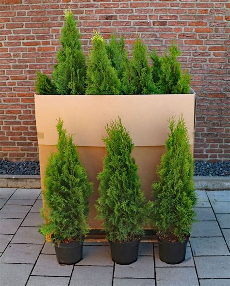 Paket Lebensbaum Smaragd C Paletten St Ck Thuja