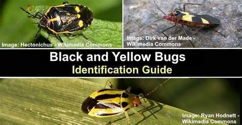 Black and Yellow Bugs – Identification Guide in 2022 | Black n yellow ...