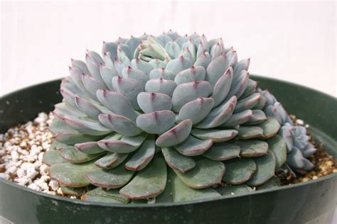 Echeveria minima – Succulent Gardens