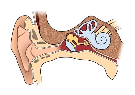 Human Ear Anatomy Medical Sign Of Ear Structure 3328193 Vector Art At