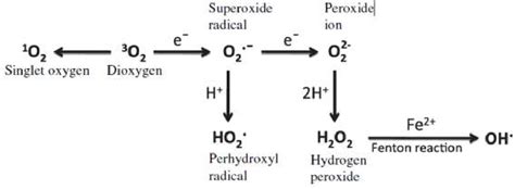 Figure 1 From Reactive Oxygen Species Generation Oxidative Damage