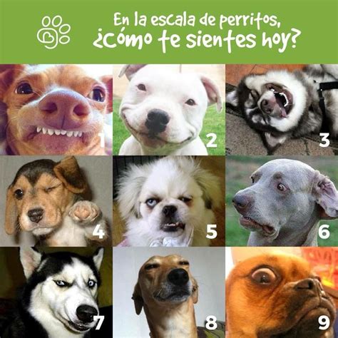 Pin de luqiaoqian en 有趣的 Perros Animales Madre tierra