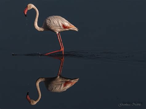 Lavocedimanduria It Manduria Fenicotteri Rosa Alla Salina Di