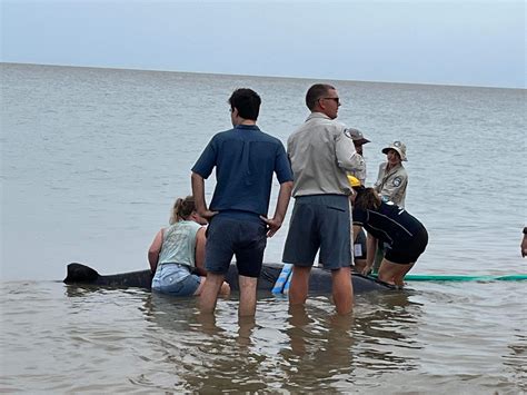 "Heartwarming Moment Of Community Spirit." Beachgoers Rescue Stranded ...