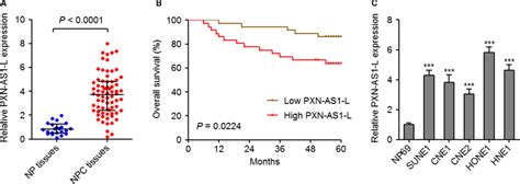 Pxn‐as1‐l Is Upregulated In Nasopharyngeal Carcinoma Npc And