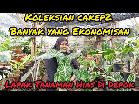 LAPAK TANAMAN HIAS DI DEPOK KOLEKSIAN CAKEP2 BANYAK YANG EKONOMISAN