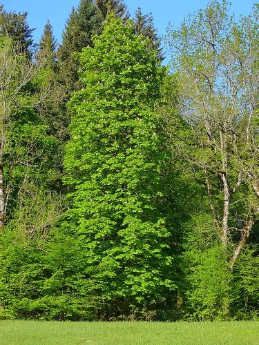 E1 Aesculus Hippocastanum Ippocastano Castagno D India Flickr